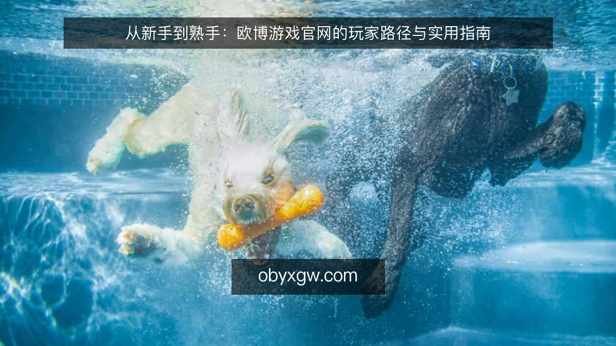 从新手到熟手：欧博游戏官网的玩家路径与实用指南